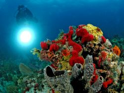 Reef scene with coral, diver, and slave strobe. D70, 10.5... by David Heidemann 